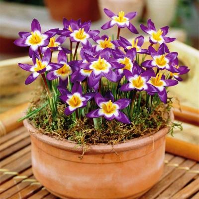 Крокус Сайбери Триколор Крокус Сайбери Триколор фото