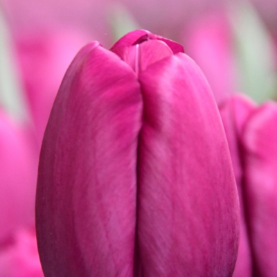 Тюльпан Роешка - Dolina-Sad.Ru