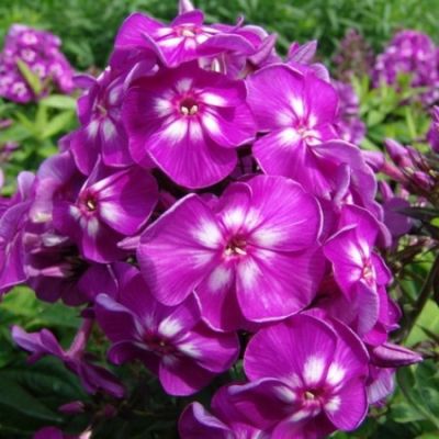 Флокс метельчатый Пурпл Кисс Флокс метельчатый Пурпл Кисс - Dolina-Sad.Ru