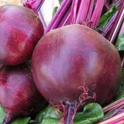 Свекла Черная Вдова фото