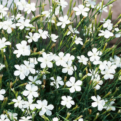 Гвоздика травянка "Белая" фото