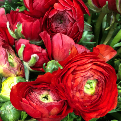 Ранункулюс Ред Ранункулюс Ред фото