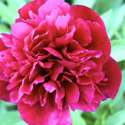 Пион Биг Бен Пион Биг Бен - Dolina-Sad.Ru