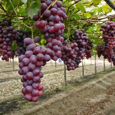 Виноград Ред Глоб - Dolina-Sad.Ru