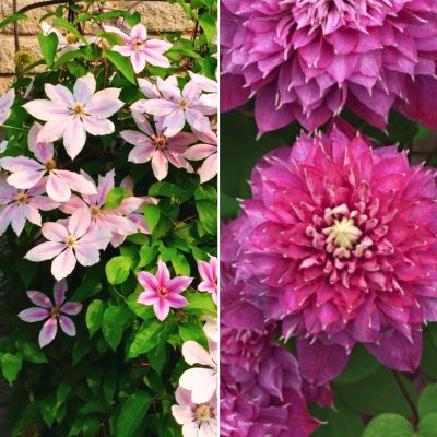 Набор клематисов Акварель Набор клематисов Акварель - Dolina-Sad.Ru