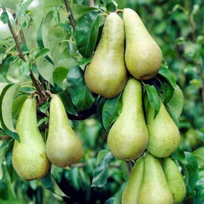 Груша Конференция/Осенняя фото