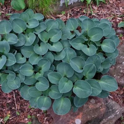 Хоста Блю Маус Эарс Хоста Блю Маус Эарс фото