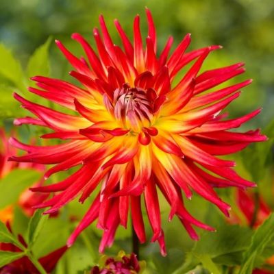 Георгина Бора Бора Георгина Бора Бора фото