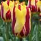 Тюльпан Твистер Тюльпан Твистер фото