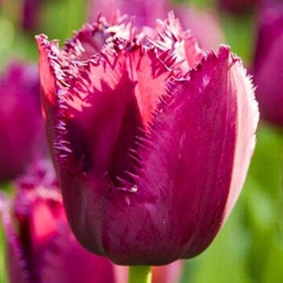 Тюльпан Керли Сью Тюльпан Керли Сью фото