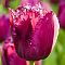 Тюльпан Керли Сью Тюльпан Керли Сью фото