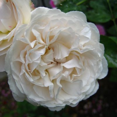 Роза Винчестер Роза Винчестер фото