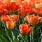 Тюльпан Монте Оранж фото