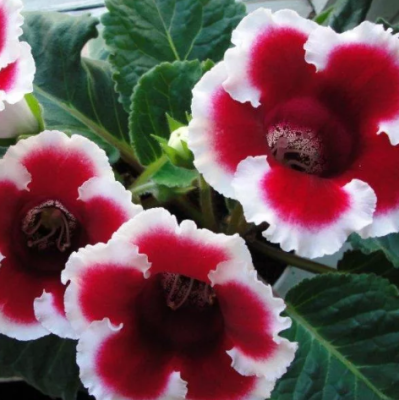 Глоксиния Аванти красная с белым краем F1 Глоксиния Аванти красная с белым краем F1 фото