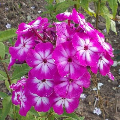 Флокс метельчатый Модерн Арт - Dolina-Sad.Ru