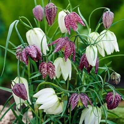 Рябчик Мелиагрис Микс Рябчик Мелиагрис Микс фото