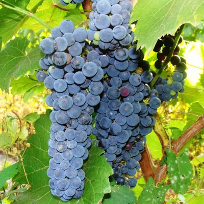 Виноград Один фото