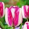 Тюльпан Хотпантс Тюльпан Хотпантс фото