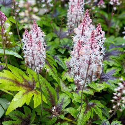 Тиарелла Шуга энд Спайс , С1,5 Тиарелла Шуга энд Спайс , С1,5 фото