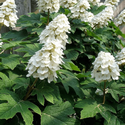 Гортензия дуболистная Алиса Гортензия дуболистная Алиса фото