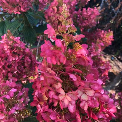 Гортензия метельчатая Петит Лантерн, С2 Гортензия метельчатая Петит Лантерн, С2 - Dolina-Sad.Ru