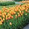 Тюльпан Блашинг Апельдорн фото
