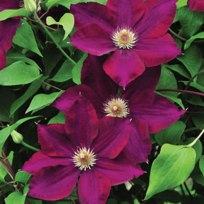 Клематис Мазовше Волкано, С2 Клематис Мазовше Волкано, С2 фото