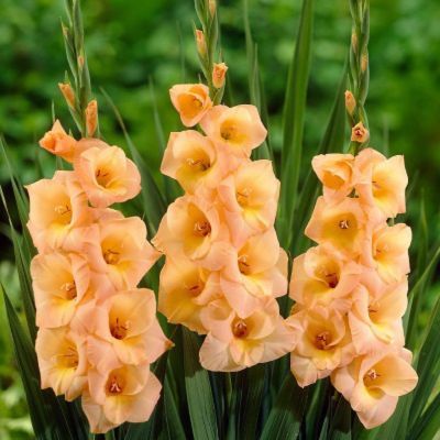 Гладиолус Эста Бонита Гладиолус Эста Бонита - Dolina-Sad.Ru