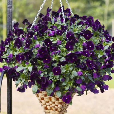 Виола ВОДОПАД ЧЕРНЫЙ F1 Виола ВОДОПАД ЧЕРНЫЙ F1 фото