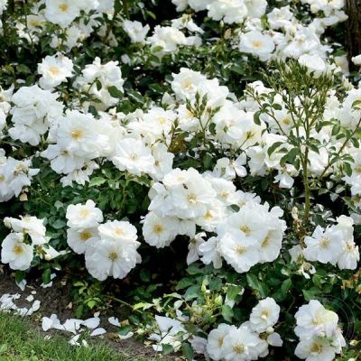 Роза Шнеефлоке (в горшке 2л.) Роза Шнеефлоке (в горшке 2л.) фото