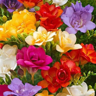 Фрезия Дабл микс Фрезия Дабл микс фото