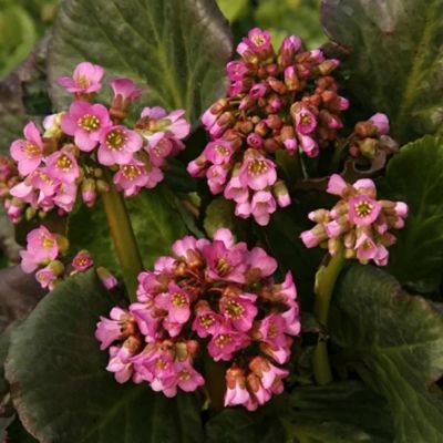 Бадан Эденс Дарк Марджин - Dolina-Sad.Ru