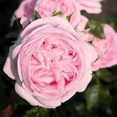 Роза Вояж Роза Вояж - Dolina-Sad.Ru