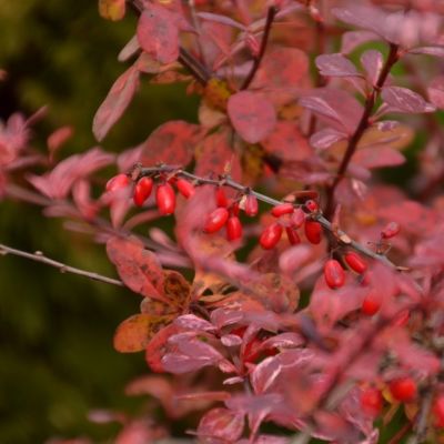 Барбарис Тунберга Пинк Квин Барбарис Тунберга Пинк Квин - Dolina-Sad.Ru