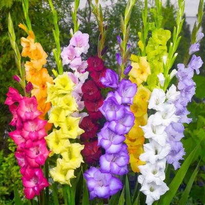 Гладиолус Микс Гладиолус Микс фото