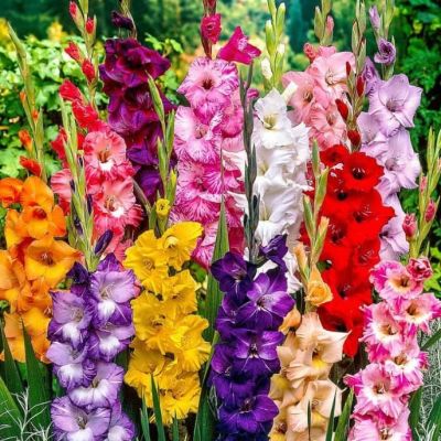 Гладиолус Микс Гладиолус Микс фото