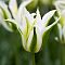 Тюльпан Грин Стар Тюльпан Грин Стар фото
