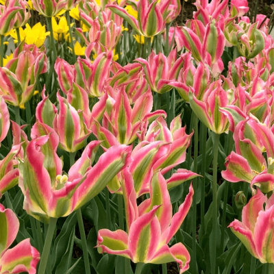 Тюльпан Виричик Тюльпан Виричик фото