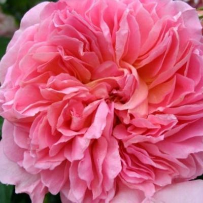 Роза Элеганс Роза Элеганс - Dolina-Sad.Ru