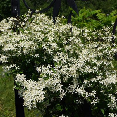 Клематис Маньчжурский Клематис Маньчжурский фото