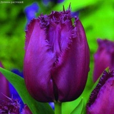 Тюльпан Керли Сью Тюльпан Керли Сью фото