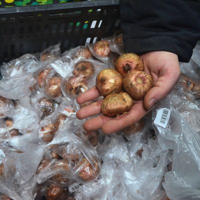 Гладиолус Кэалесс Гладиолус Кэалесс фото