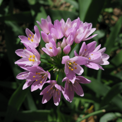 Аллиум Розеум фото