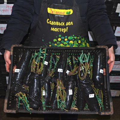 Роза Мэри Роуз Роза Мэри Роуз фото