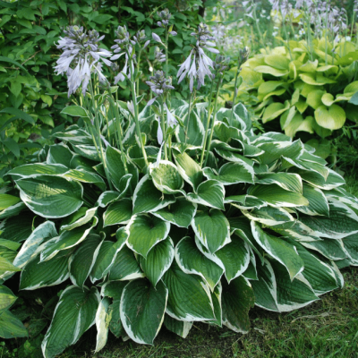 Хоста Фортуней Франси Хоста Фортуней Франси фото