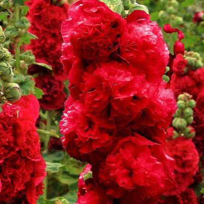 Шток-роза Дабл Ред фото