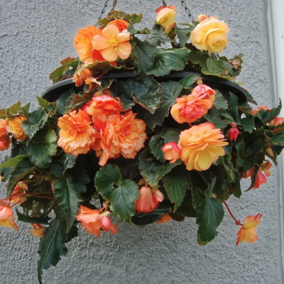 Бегония Голден Белкони Бегония Голден Белкони фото