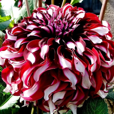 Георгина Экс Фактор Георгина Экс Фактор фото