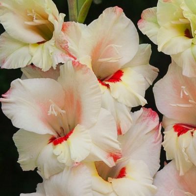 Гладиолус Кенди Бар Гладиолус Кенди Бар - Dolina-Sad.Ru