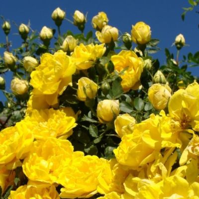 Роза Стронг Йеллоу Роза Стронг Йеллоу - Dolina-Sad.Ru